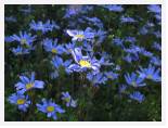 Felicia spp - Cape * 2592 x 1944 * (2.42MB)